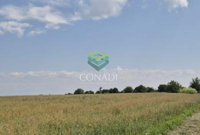 Teren - dezvoltare rezidentiala - Tunari 10.000 mp - 4