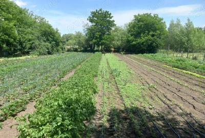 Casă cu 5 camere cu Teren 2000 Mp în Greaca - 4