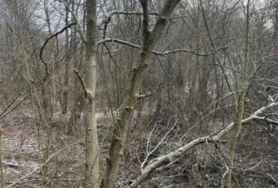 Teren de 866 mp, în Tăuții-Măgherăuș - 2