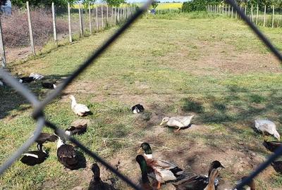 Teren de 1000 mp, în Oituz - 5