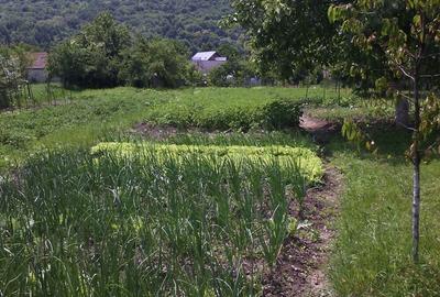 Vand teren intravilan de 12 ari - cu casa (nelocuibila) + curte + gradina - Nasaud, Bistri?a-Nasaud - 5