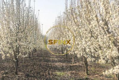 De vanzare ferma Calarasi in stare de conservare - sere - livada - 2