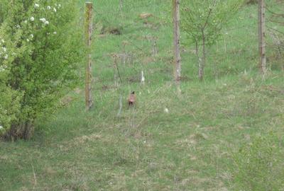 Apartament cu 2 camere decomandat în Vest - 1