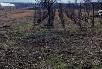 Vand casa batraneasca + teren intravilan - 7