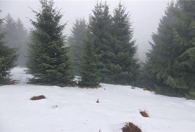 Teren agricol extravilan de 5000 mp, în Păltiniș - 5