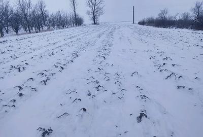 Teren Intravilan 2900 mp Ianculești (la 5 min de Carei) - 1