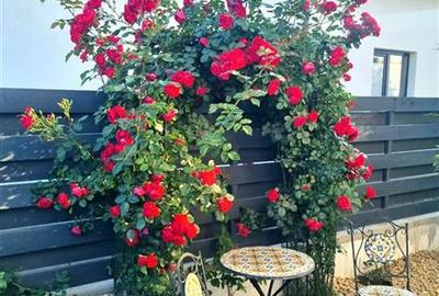 Casă individuală cu 4 camere cu Canalizare în Central - 21