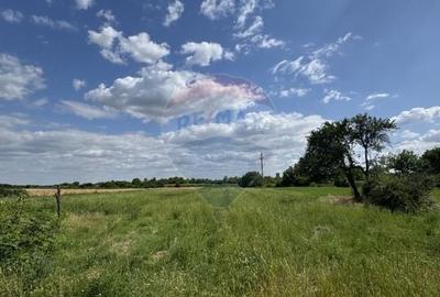 Teren Ferbinti Targ - 3.500 Mp - 1