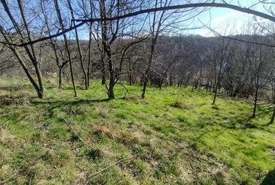 Teren de 2500 mp, în Vest - 18