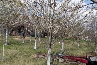 Casa de vanzare Casa de vanzare - 5