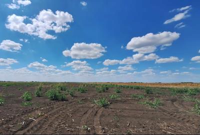 Teren agricol extravilan de 3000 mp, în Șimand - 1