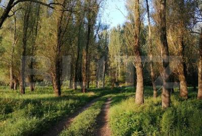 Teren, 120000mp, Insula Calinovat, Moldova Noua - 16