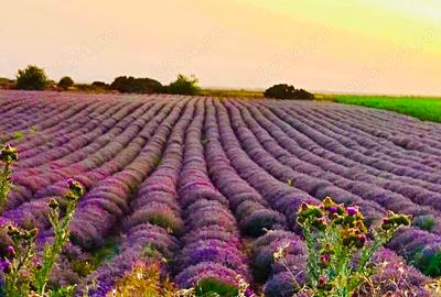 Teren de 37500 mp, în Borcea - 1