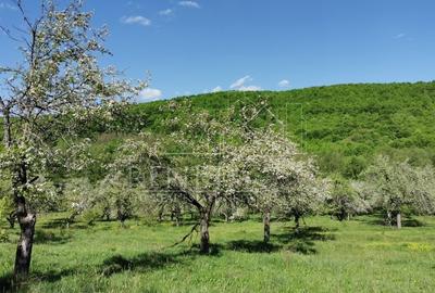 Teren Construcții extravilan de 680 mp, în Budeasa Mică - 5