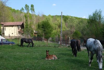 7500 Euro vanzare 220 mp teren asfalt apa gaz si curent Cosminele Prahova superb - 12