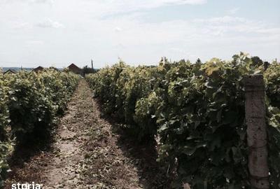 Teren de 53000 mp, în Călinești - 14