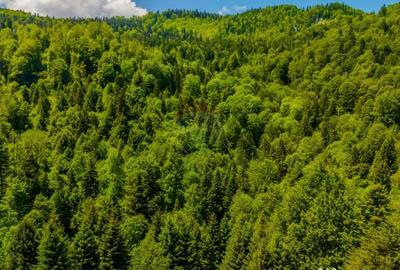 Teren de 14400 mp, în Cheile Râșnoavei - 7