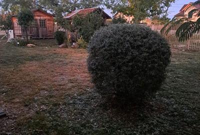 Casă cu 2 camere în Câlnic - 2