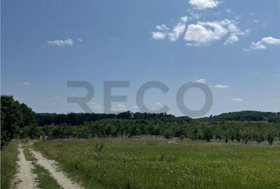 RECO teren in Paleu - 3