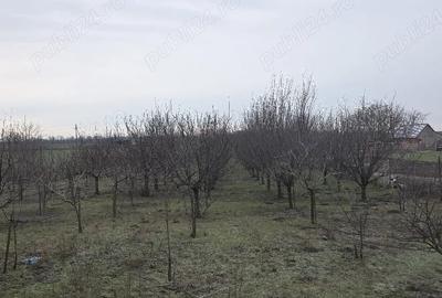 Casă cu 3 camere cu Teren 1600 Mp în Semlac - 3