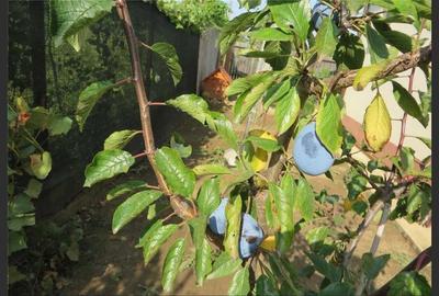 House for sale, 3 Rooms, 121 sqm, Giurgiu - 13