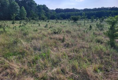 Vanzare  Teren intravilan  Matei Millo - Teren intravilan Pipera  Padure Baneasa - 3