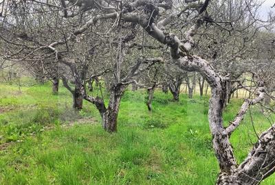 Spațiu comercial, în Gemenea-Brătulești - 12