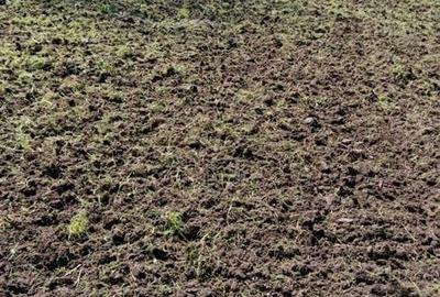 Teren de 2250 mp, în Bărăganu - 2