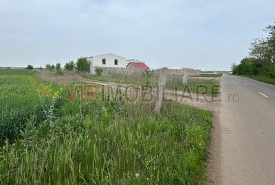 Comuna Dascalu - A0 - teren intravilan 4500 mp - 3