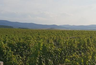Vie pe rod de vanzare - 4