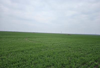 Teren de vânzare  Tunari  27 euro mp Teren de vânzare  Tunari  27 euro mp - 3