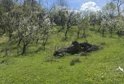 Spațiu comercial, de 2,035 mp, în Provița de Jos - 2
