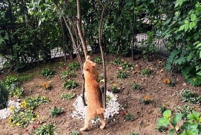 Apartament cu 2 camere semidecomandat, mobilat în Floreasca - 12