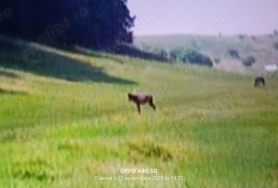 Teren de 10000 mp, în Vulpeni - 8
