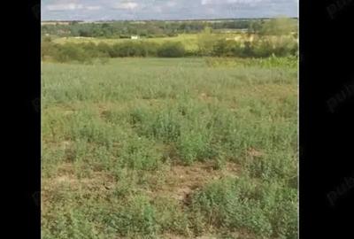 Teren de 3750 mp, în Husasău de Tinca - 7