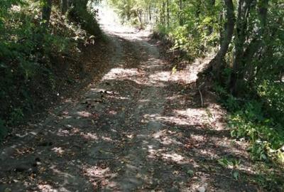 Teren Extravilan Cacica 1600mp - 4