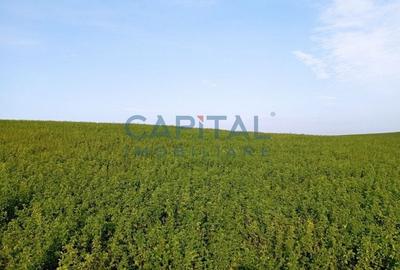 Teren intravilan 5500 mp Comuna Sandulesti Teren intravilan 5500 mp Comuna Sandulesti - 2