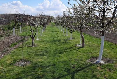 Casă cu 3 camere cu Teren 1355 Mp în Mihai Bravu - 2