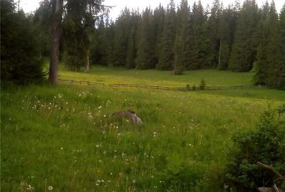 Teren de 6000 mp, în Ghețari - 3