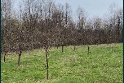 Casă cu 3 camere cu Teren 5200 Mp în Schela - 1