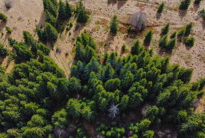 Teren Construcții intravilan de 7600 mp, în Beliș - 4