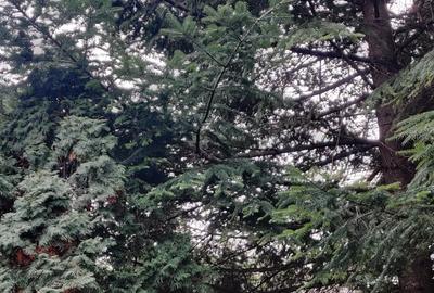 Teren Construcții intravilan de 684 mp, în Viilor - 3