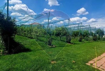 Investitie livada cu 116 pomi fructiferi in Comuna Livada - 10