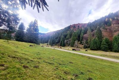 Teren intravilan panoramic 4.600mp,view iconic Piatra Craiului,oportunitate prem - 9