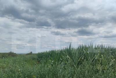 Teren extravilan, 3500mp, Radauti - 2