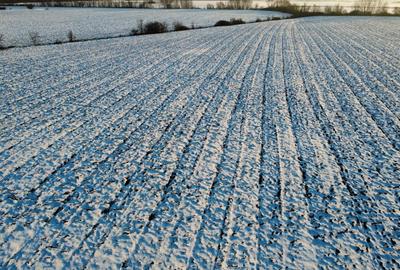 Teren Construcții intravilan de 17800 mp, în Șagului - 4