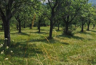 Casă cu 4 camere în Coasta Cerbului