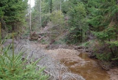 1.6 ha de padure cu poienita, parau la limita curtii, cabana pentru trei familii - 4