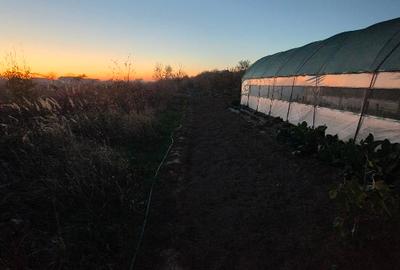 Vând casă (vilă) Adunații Copăceni Varlaam - 6