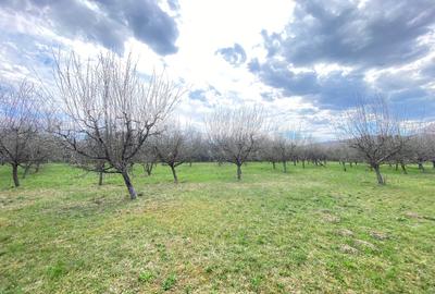 Teren Construcții intravilan de 7000 mp, în Berevoești - 5